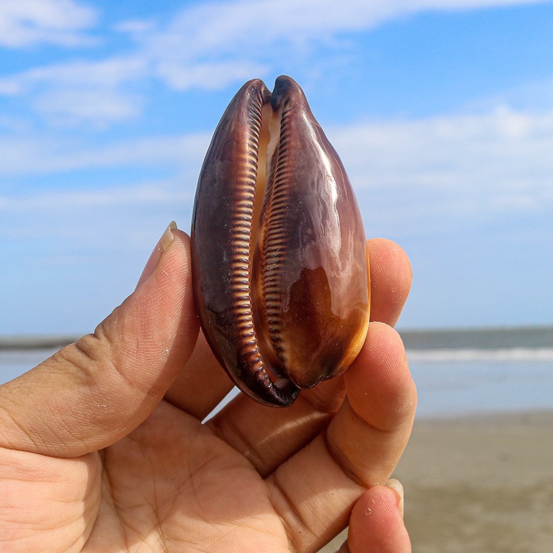 现货速发酒桶宝螺海螺贝壳水族鱼缸造景装饰地台摆件收藏装饰好看