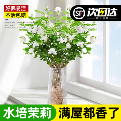 快速发货茉莉鲜花水m培室内植物好养带根盆栽四季开花栀子花九里