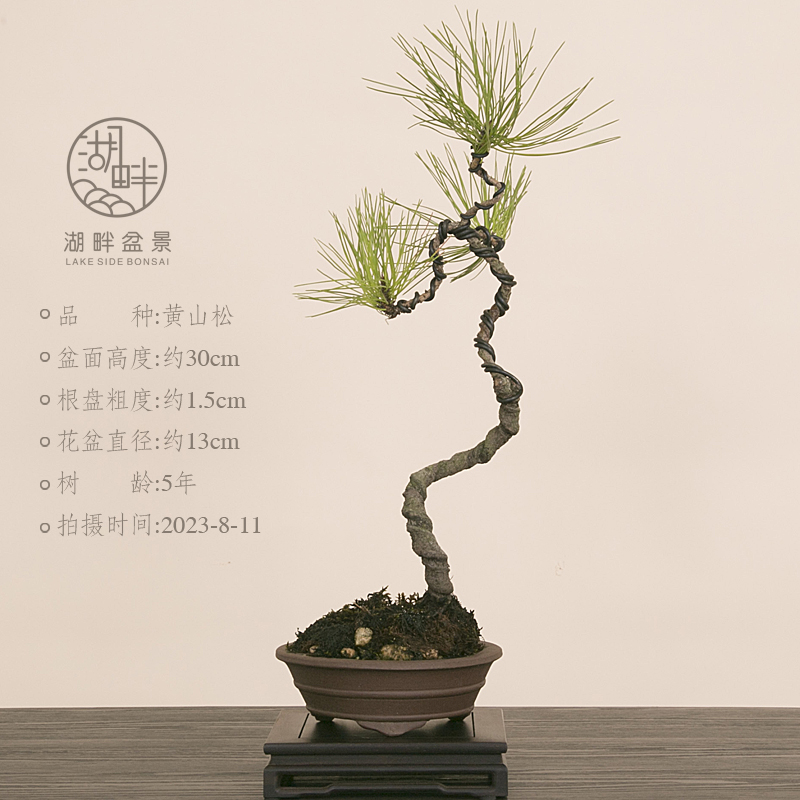 厂文型庭院人黄盆景松造好养小茶桌黑绿植物品一拍松一山老桩阳新