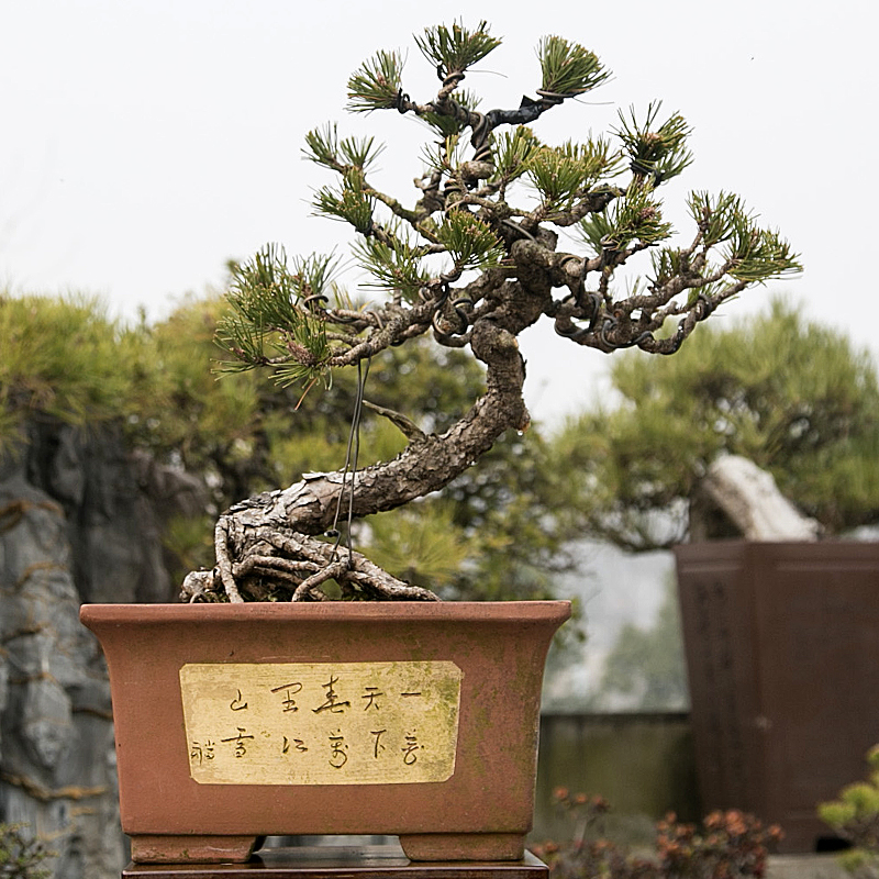 精品黄山松老桩盆景好养庭院黑松绿植一物一拍便宜急出