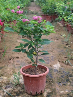 三角梅 带花发货勤花盆栽绿植阳台开花植物 粉橙紫灯笼扦插苗