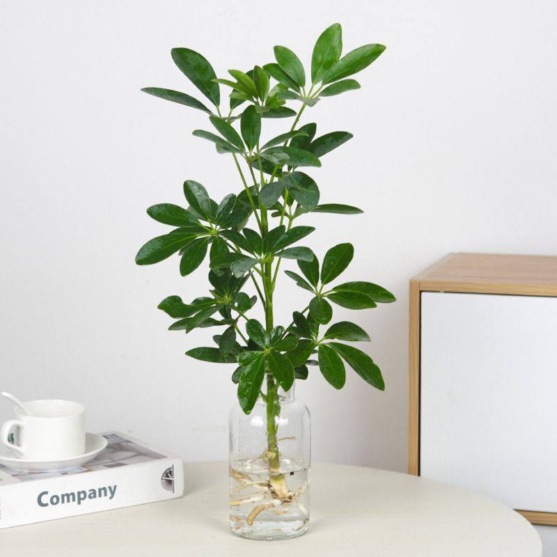 水培植物鸭脚木鸭掌木水养室内办公桌绿植花卉盆栽树八方之满,家居饰品,仿真植物盆景,淘宝优惠券,粉丝福利购,淘宝优惠卷