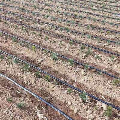 极速新品促N16迷宫带农用滴灌带大棚蔬菜膜P下滴管果园绿化滴水管