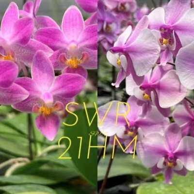 极速旭美兰花新品预告