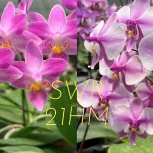 极速旭美兰花新品预告