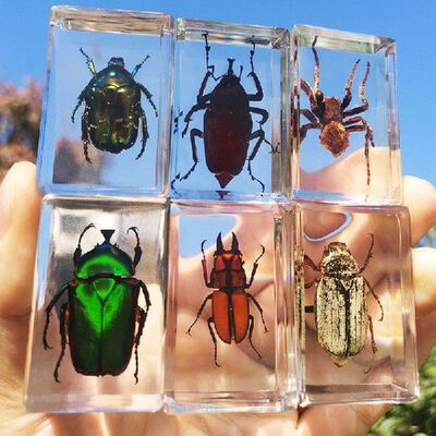 极速Beautiful Insect In Resin Animal CoJllection Paperweight