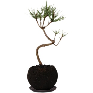 极速植觉 青松自在 火山石黑松B盆景趣味办公案头盆景茶室茶空间