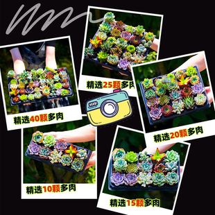 Flocking Home Artificvial Plants Garden Succulents 极速Green