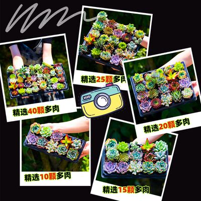 极速Green Flocking Artificvial Succulents Plants Home Garden