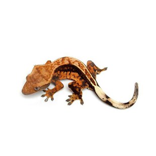 极速睫角守宫g苗蜥蜴守宫盖勾亚活体新手入门爬宠小型蜥蜴宠物雨