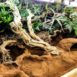 极速一木成c景爬虫攀爬支架造景天然藤鬃狮晒背宠物蛇寄居蟹守宫