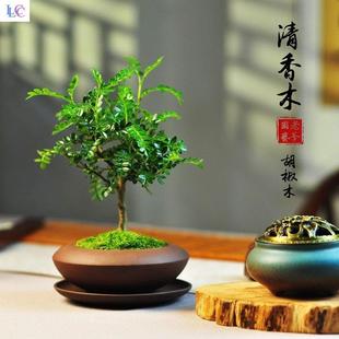极速室内盆栽植物不需要阳光v玄关绿植造景茶室茶桌喜阴桌面微景