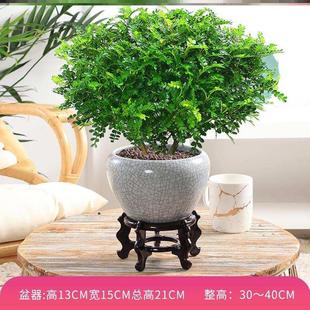 极速家里不用见阳光的花卉家客厅里绿植I适合卧室养盆景喜阴薰蚊