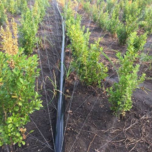 极速农用微喷g带喷水带滴灌带雾化灌溉微喷喷灌滴灌设备自动浇水