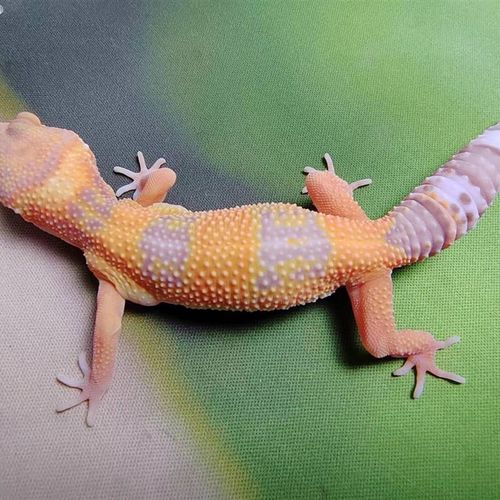 极速豹纹守宫温顺守宫活体A新手儿童宠物小型蜥蜴活体