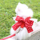 新品 泰 小狗绳子牵引绳n网红外出溜猫遛狗绳小型犬博美猫咪背心式