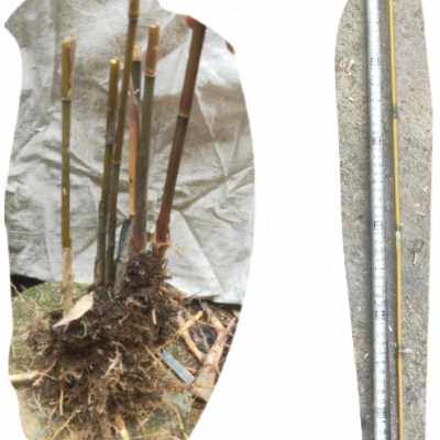 矢竹苗鱼杆竹高野竹苗矢竹子细竹子苗高山竹钓r鱼竿竹庭院南北耐