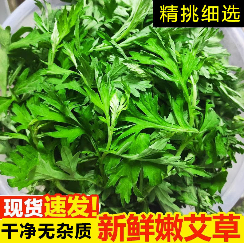新鲜艾草野菜青团糍粑粑清明果嫩艾叶艾蒿艾米果现摘食用艾叶包邮