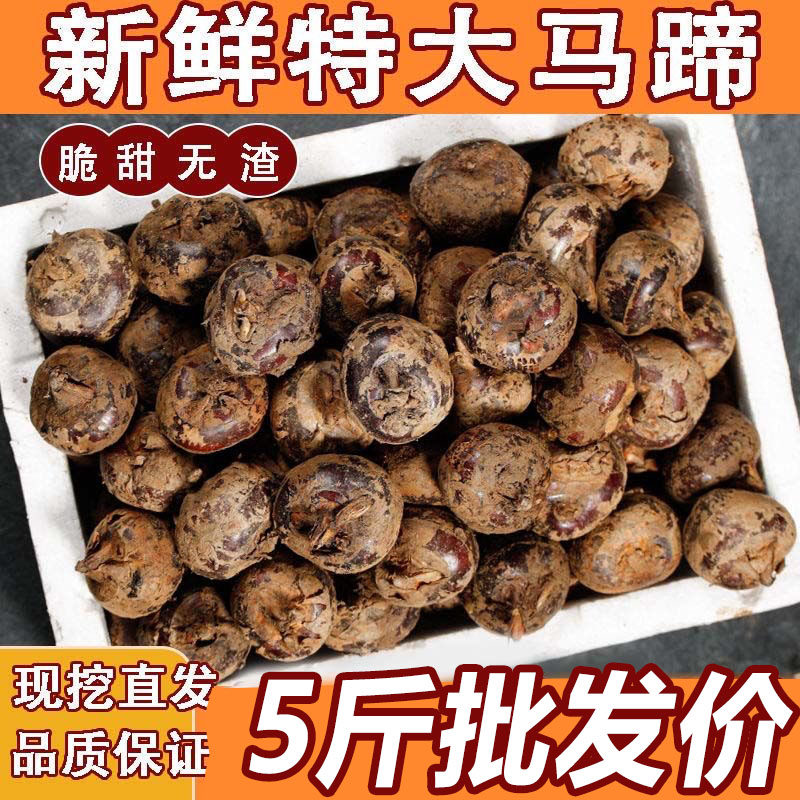 湖北特产毛李超大荸荠脆甜无渣新鲜大个马蹄特大农家自种产地直销