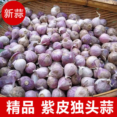 云南大理独头蒜5斤紫皮蒜新鲜蔬菜独蒜头新蒜干蒜头糖醋蒜湿蒜头