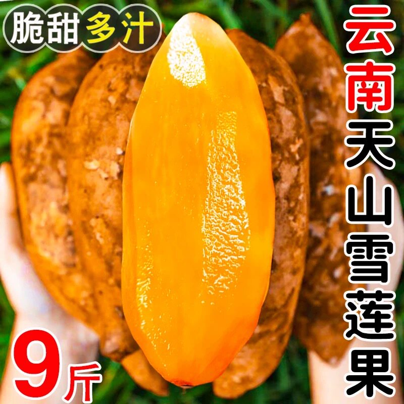 现货新果!雪莲果云南天山黄肉雪莲果新鲜水果脆甜多汁9斤包邮5