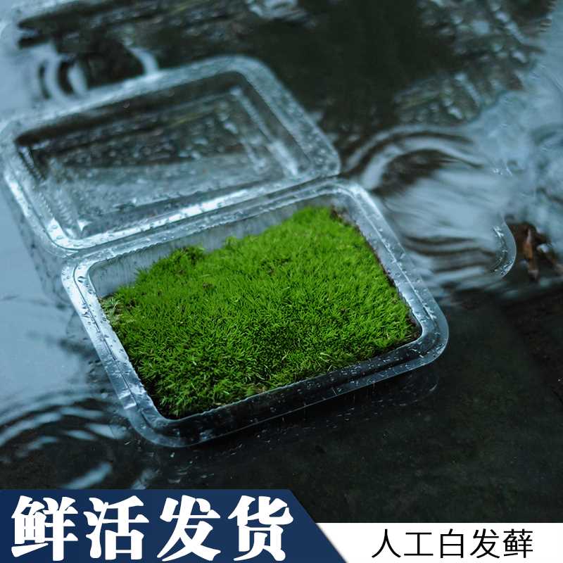 鲜活青苔绿植短绒白发苔藓真草皮微景观迷你盆景专用生态水缸植物