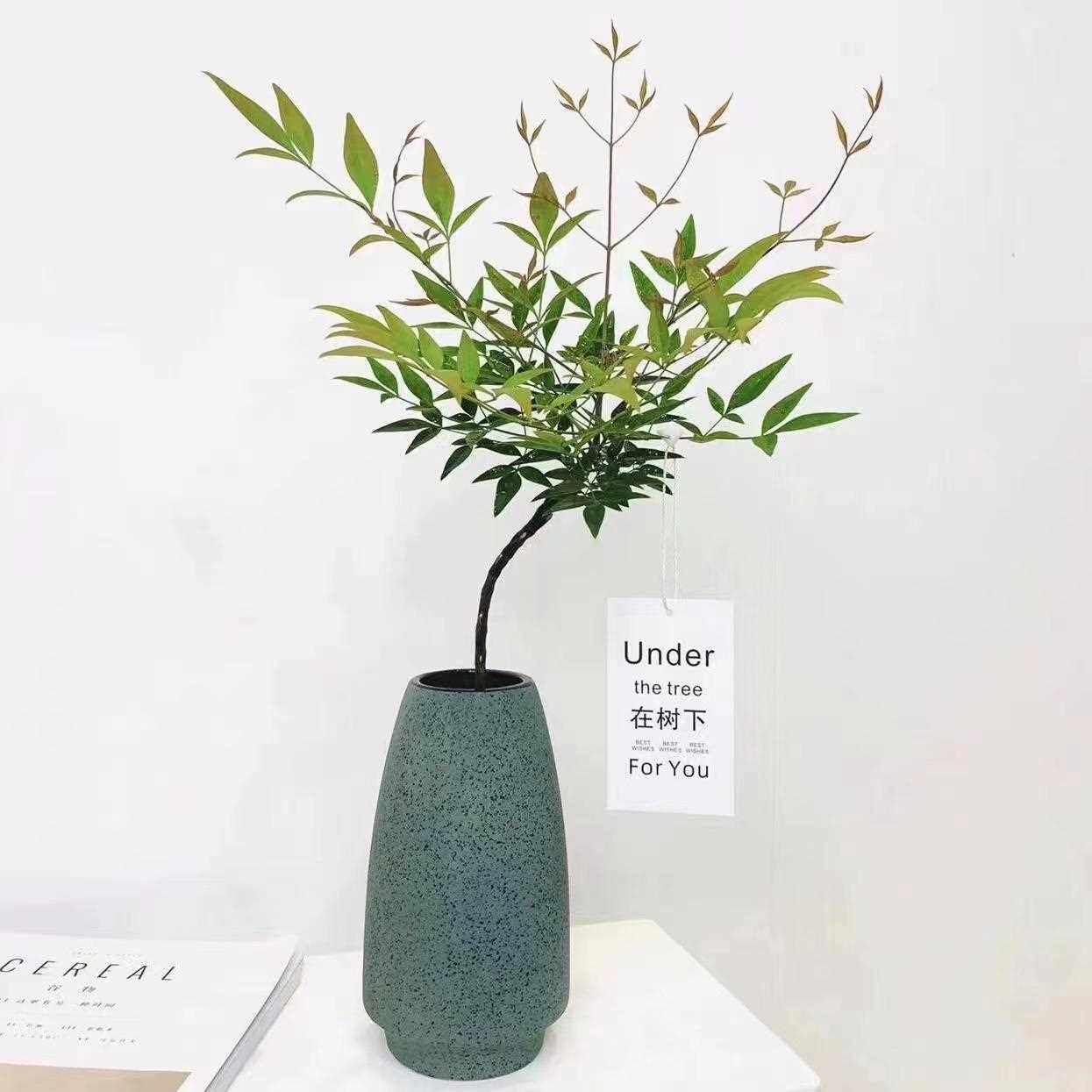 南天竹马醉木南天竺禅意盆栽盆景室内阳台耐阴好养花卉绿植