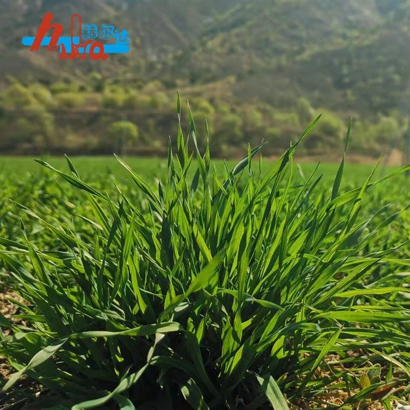 极速包邮21年烘干南提 赫尔x达提摩西草兔子龙猫天竺鼠豚鼠牧草干,宠物/宠物食品及用品,兔兔干草,淘宝优惠券,粉丝福利购,淘宝优惠卷