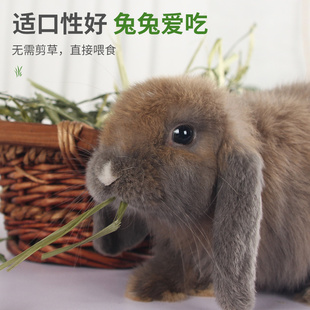 极速兔兔干草绿燕麦草晒干兔粮饲料500g兔子龙猫荷兰X猪豚鼠牧草