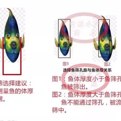 极速塑料鱼筛鱼苗苗种黄颡鱼泥鳅龙E虾对虾大小分级塑胶筛子分选