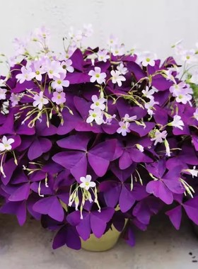 紫叶酢浆草种球幸运草炸酱草室内紫色醋酱草三叶草种子多年生盆栽