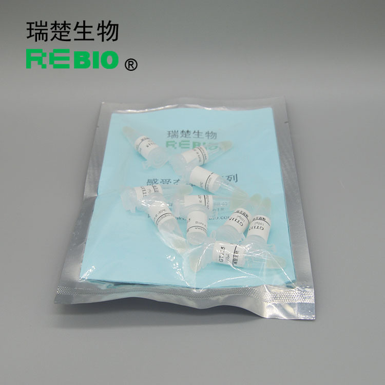 包邮包干冰HB101化学转化感受态细胞10×100μl科研用途