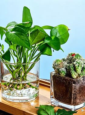透明浮雕玻璃花瓶水培白掌花盆鲜花方缸客厅插花摆件多肉绿植花器