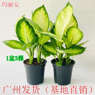 玛丽安盆栽室内粉黛万年青银皇后办公桌面大绿植四季常青彩叶植物