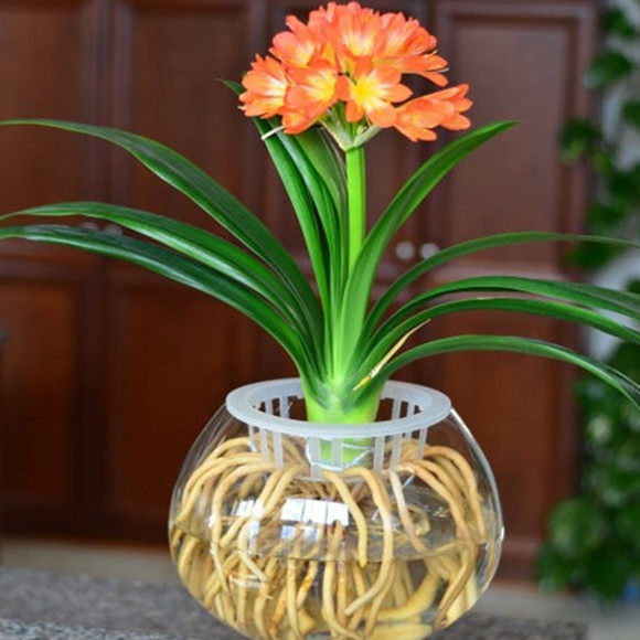 速发卉璃瓶水培君子兰苗蝴蝶兰水培植物盆栽室内花玻办公桌观叶植