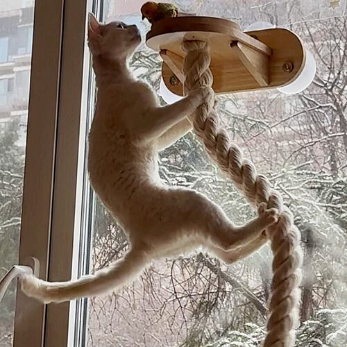 【通天绳猫爬架】粗麻绳猫抓板吸盘墙壁式免打孔解闷自嗨磨爪爬树