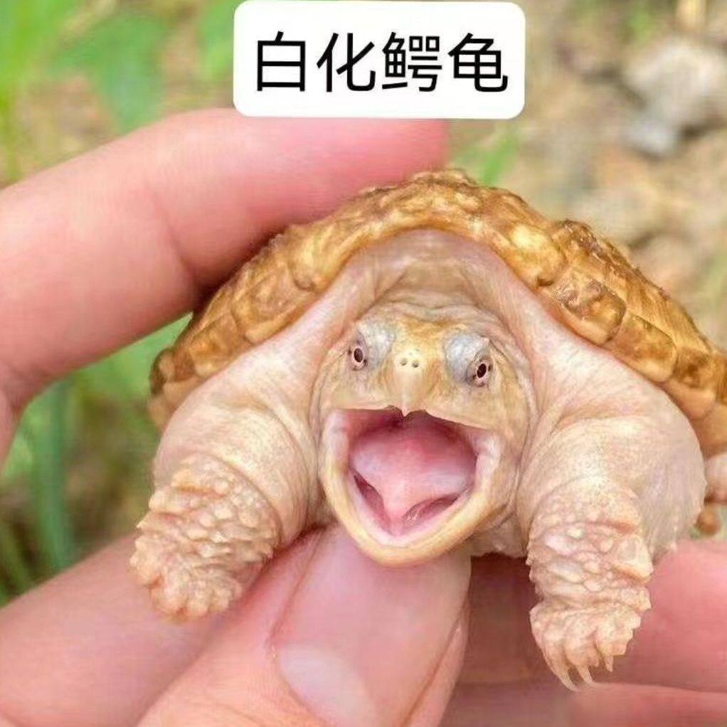佛鳄白化鳄龟受精孵化蛋包受精包孵化送孵化工具失败可补发