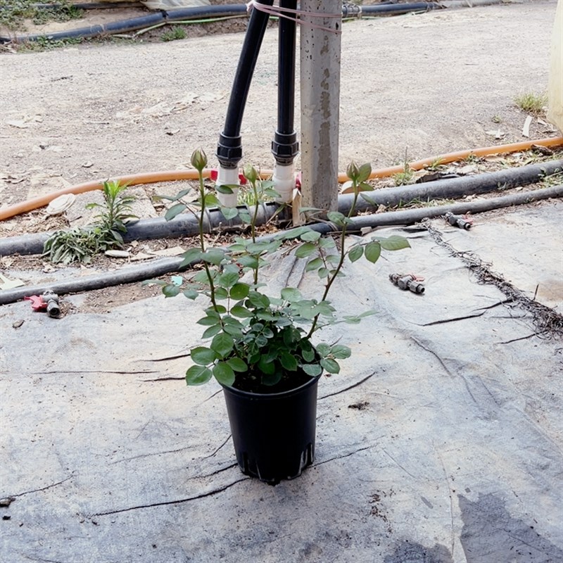 极速婚礼之路中苗j 白色日月 浓香扦插栽好绿植盆栽花卉庭院阳台