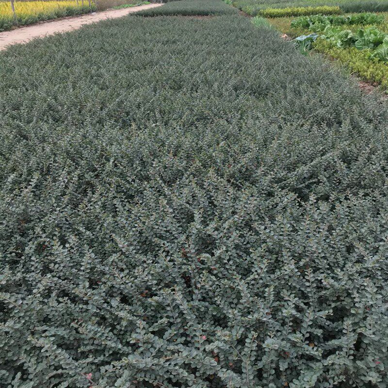 极速平枝b荀子 铺地蜈蚣 小叶栒子平枝旬子苗盆景匍匐灌木工程绿