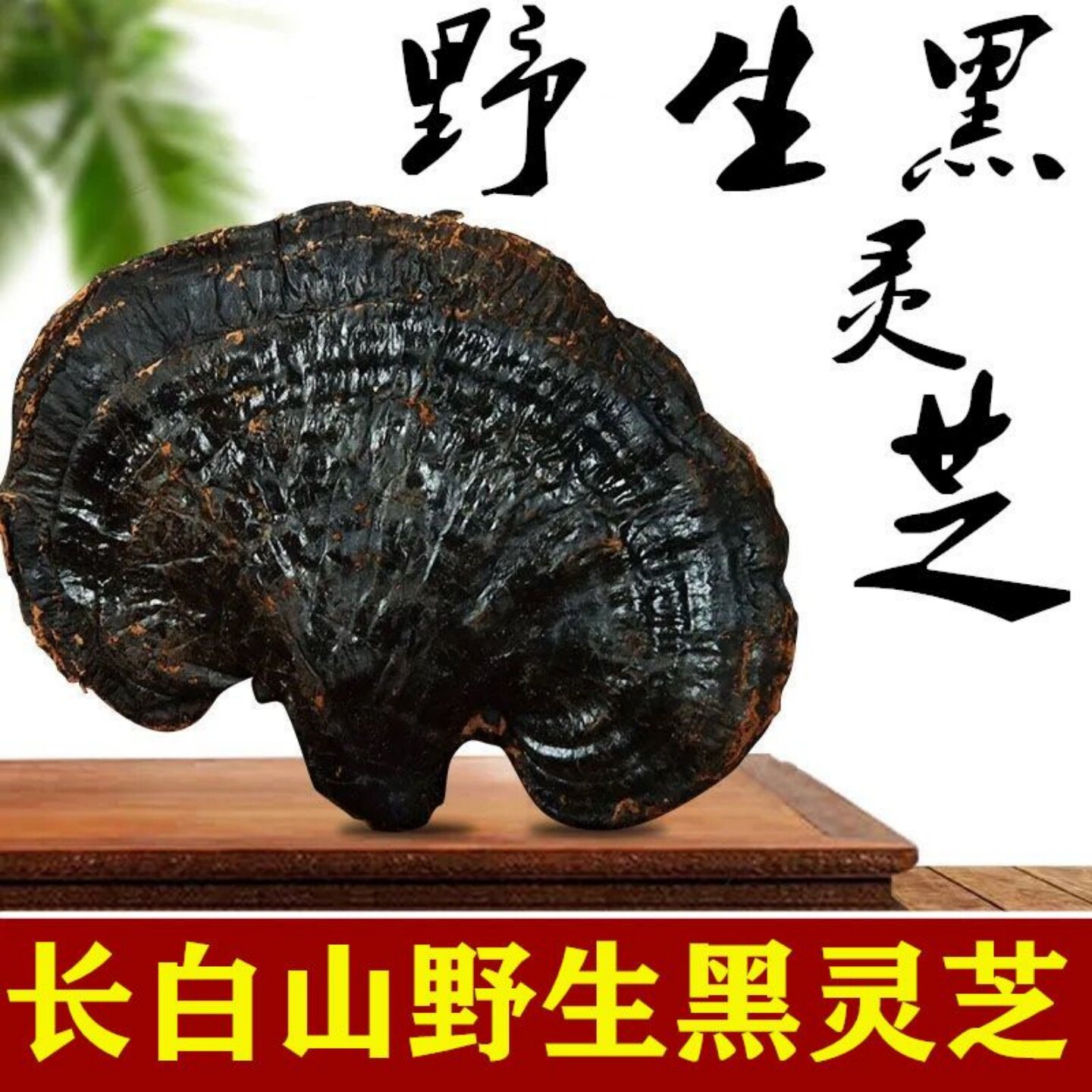 正宗纯天然长白山黑灵芝足干黑林芝非紫灵芝片中药材泡酒煲汤不苦
