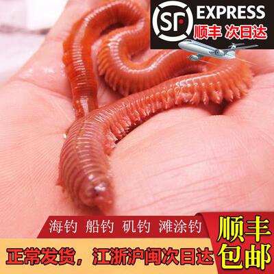 极速活沙蚕海蚯蚓青红虫海蜈x蚣海蚂蟥海钓活饵鲤鱼食鲈鱼饵腥路