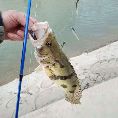 新品AS Clduster Soft Lure Fishing Bait Pesca Jig Head T Tail