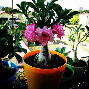 极速代表爱e情的花盆栽植物喜阳耐旱花卉多肉桌面绿植盆栽重瓣沙