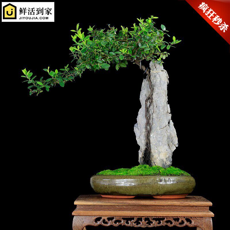 极速树包石盆c景a树抱石提根w假山盆景z树桩植物室内绿植艺术盆T