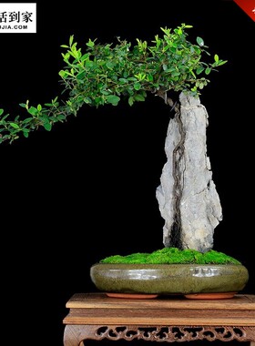 极速树包石盆c景a树抱石提根w假山盆景z树桩植物室内绿植艺术盆T