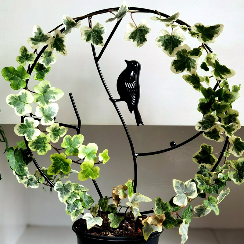 铁艺造型爬藤攀爬架山乌龟雪莹花盆阳台庭院用绿植盆景支架支撑杆