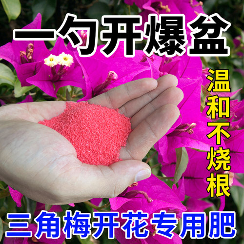 中古快速开花粉三角梅开花专用肥家用爆花催花促花冒花素营养液