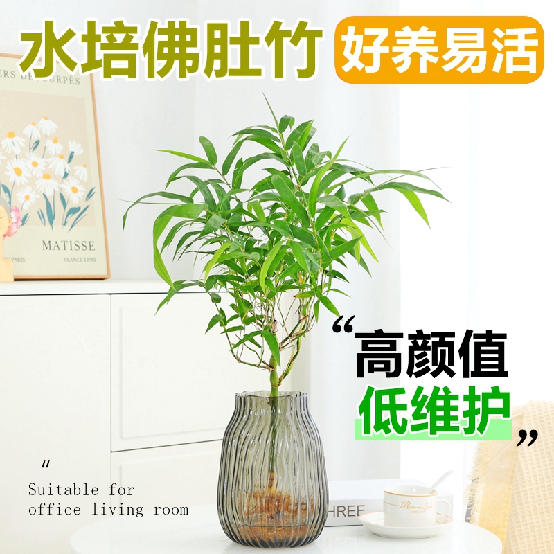 佛肚竹老桩盆景水培植物室内盆栽办公室桌面水培绿植罗汉竹好养活
