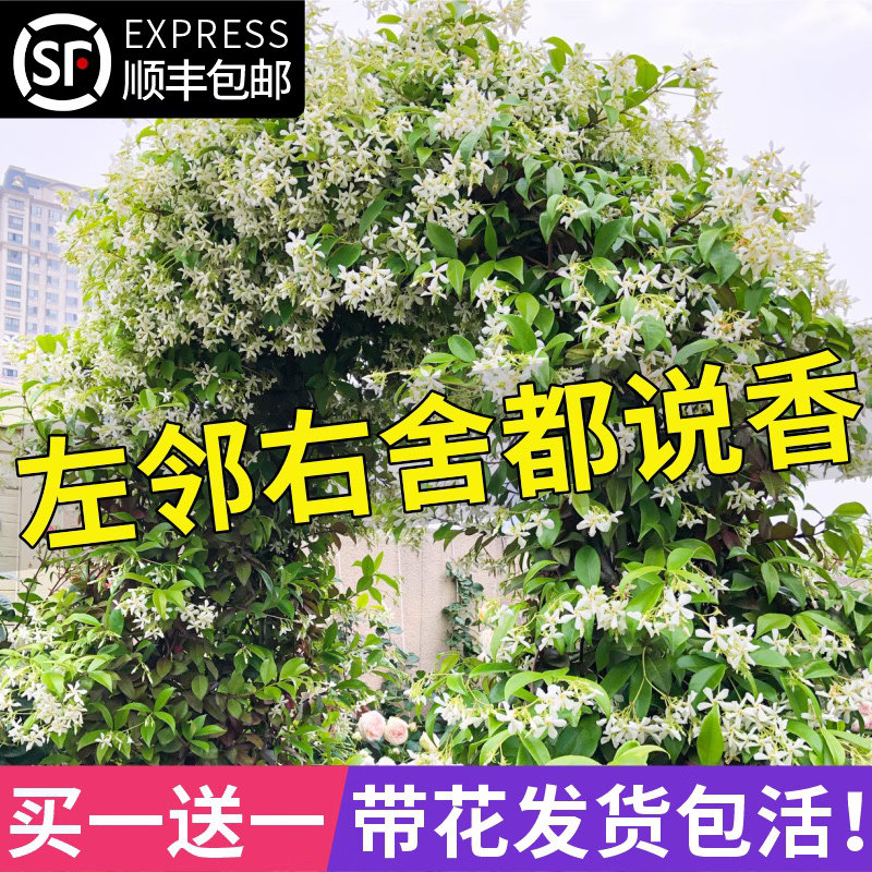 风车茉莉盆栽爬藤植物四季开花带花苞大苗耐阴寒攀爬室外庭院花园