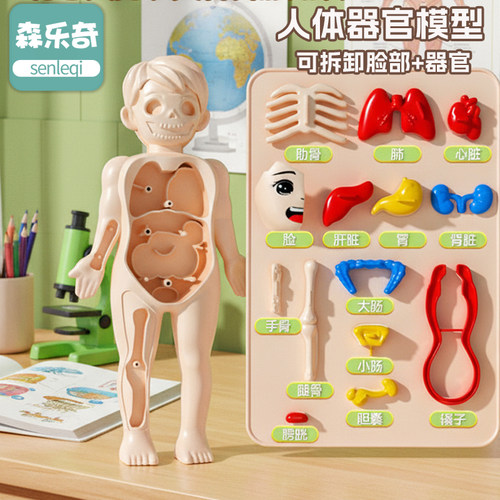 儿童早教科教身体摆件拼装人体结构器官骨骼解剖内脏道具模型玩具